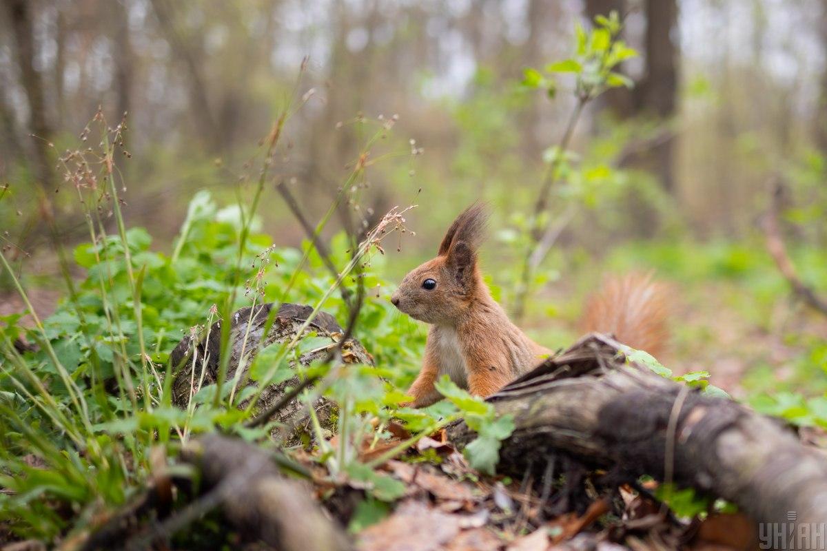 11 серпня у Києві не буде спекотно / фото УНІАН
