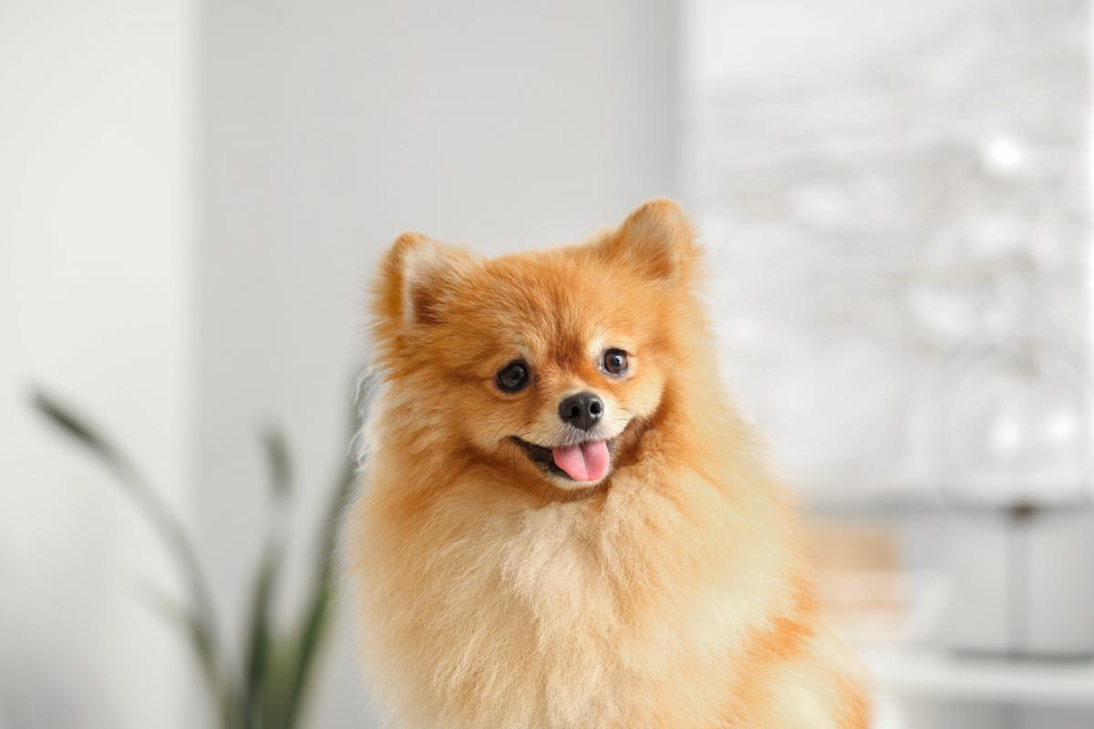 Незвичайні клички для собак маленьких порід / фото ua.depositphotos.com Незвичайні клички для собак маленьких порід / фото ua.depositphotos.com