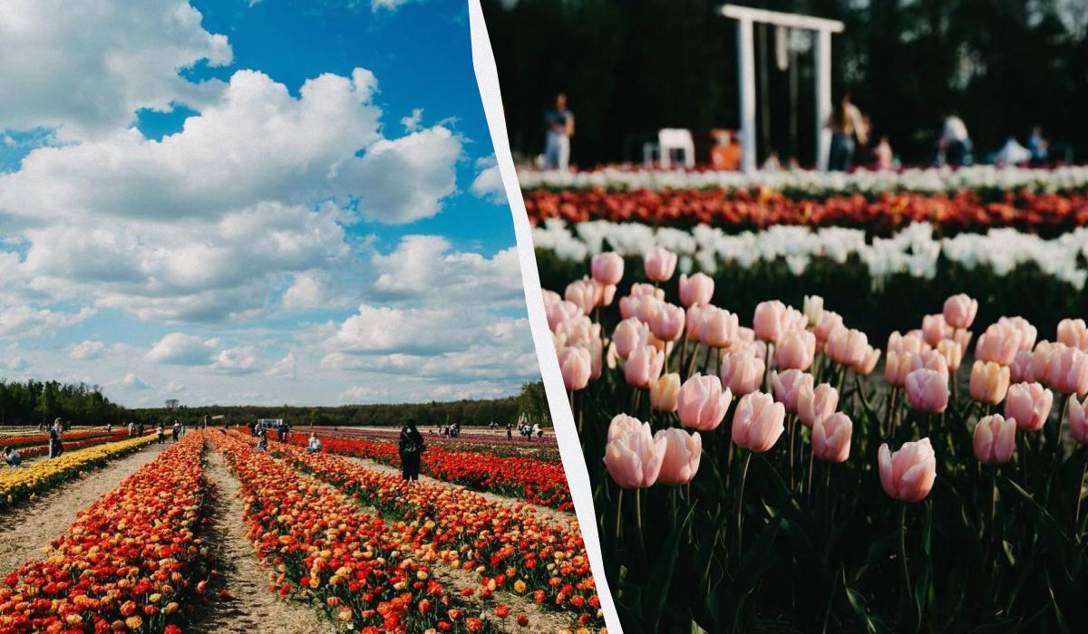 Волинська Голландія біля Луцька / колаж УНІАН, фото instagram.com/volynska.holandia Волинська Голландія біля Луцька / колаж УНІАН, фото instagram.com/volynska.holandia