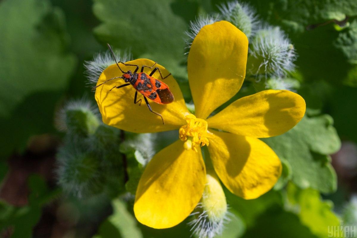 Что за праздник сегодня / фото УНИАН