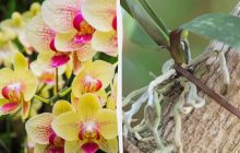 Как "разбудить" орхидею, чтобы она зацвела: эксперты назвали неожиданные лайфхаки