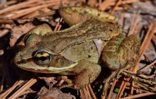 Останавливает сердце на месяцы: названо чудесное животное, которое может умирать и оживать