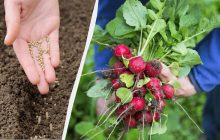 Будет сочным и размером с яйцо: как правильно сажать редис в открытый грунт