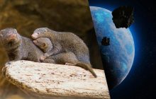 Млекопитающие выбрались на сушу до падения астероида, который убил динозавров, - ученые