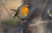 Комфортное тепло порадует украинцев 26 марта, - синоптик Диденко