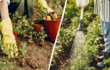 Как поливать сад и огород, расходуя в 2 раза меньше воды: проверенные хитрости