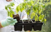 Когда сажать помидоры в открытый грунт: урожайные даты в апреле 2025 по лунному календарю