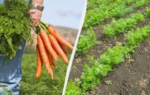 Урожай моркови соберете ведрами даже в засушливое лето: вот что нужно сделать