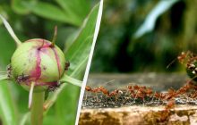 Простой способ избавиться от муравьев на огороде и в саду: помогает уже с первого раза