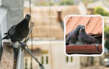 Голуби будут обходить ваш балкон и крышу десятой дорогой: вот что нужно сделать