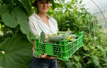 Урожаю тепличных огурцов все позавидуют: к семенам нужно добавить горсть удобрения