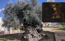 В Греции растет легендарное дерево, которое еще видело империю Александра Македонского