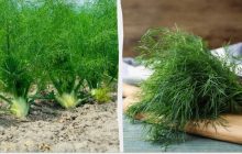 Урожай будете собирать до заморозков, если посеять укроп в эти даты: лунный календарь