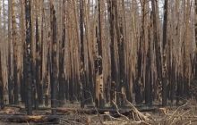 Уникальный Серебрянский лес почти уничтожен: эколог оценил, можно ли его восстановить