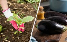 Что положить в лунку при посадке баклажанов: урожая хватит на весь сезон и на заготовки