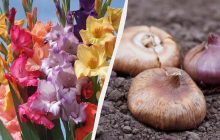 Когда сажать гладиолусы, чтобы к 1 сентября собрать букет мечты: есть одна хитрость