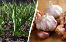 Урожая было бы в 2 раза больше, знай вы об этом раньше: когда можно сажать чеснок