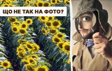 Тільки справжній детектив знайде помилку в полі за 5 секунд: складний IQ-тест