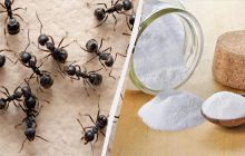 Простой способ избавиться от муравьев в доме и квартире: этот ингредиент есть на каждой кухне