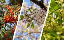 Эти деревья нужно посадить возле дома: украсят сад и привлекут благополучие