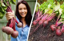 До какого числа нужно посадить свеклу: благоприятные даты по лунному календарю