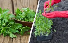 Петрушка будет сочной, если посадить ее в эти дни: лунный календарь на апрель