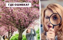 Надо найти ошибку в парке за 5 секунд: быстрый тест для проверки уровня IQ