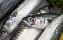 Скумбрия находится на грани: рыба страдает из-за чрезмерного вылова, - The Guardian