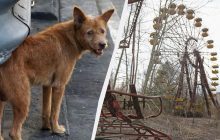 С чернобыльскими собаками произошли необъяснимые генетические изменения, - ученые