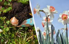 В каком месяце сажать нарциссы лучше всего: приживутся и красиво зацветут