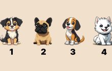 Выбор собаки раскроет ваш характер и будущее: точный тест на тип личности