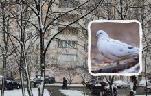 Треба мати очі орла, щоб знайти голуба у засніженому Києві: надскладна оптична ілюзія