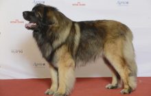 Хорошо ладят с детьми: в сети показали умилительную парочку собак очень редкой породы (фото)