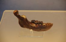 Крайне редкая челюсть древнего подвида людей помогла открыть ранее неизвестный важный факт