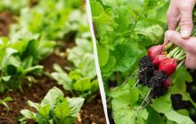 Когда сеять редис в апреле 2025: всего пять удачных дней по лунному календарю