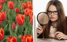 Люди з високим IQ можуть знайти хитру ворону за 7 секунд: надскладна оптична ілюзія