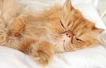 Ученые выяснили, почему кошки так любят спать на левом боку: вы об этом и не догадывались