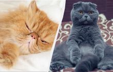 Ветеринар назвав чотири найпопулярніші породи котів, які ніколи б не завів