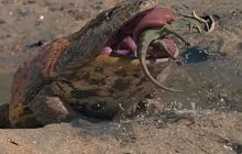 На Мадагаскаре нашли останки "жабы из ада", которая охотилась на динозавров, - Forbes