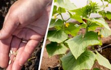 Когда сажать огурцы в открытый грунт весной 2025: лунный календарь и проверенные приметы