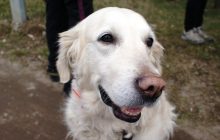 Как понять, что ваша собака счастлива: ветеринары назвали 6 главных признаков