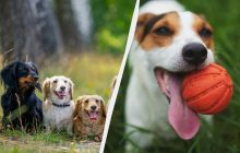 Популярные игрушки и лакомства на самом деле опасны для собак: что под запретом