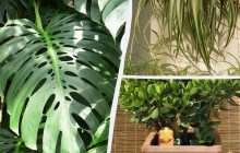 Какие комнатные растения живут дольше всего и неприхотливы в уходе: эксперты назвали топ-9