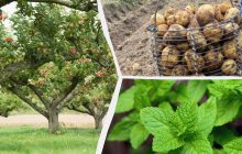 Что нельзя сажать возле яблони: садоводы назвали 7 растений, которых "боятся" фруктовые деревья