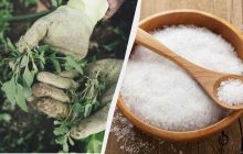 Вирусный способ борьбы с сорняками может принести лишь беду: садовод объяснил нюансы