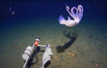 В глубинах вод Антарктиды ученым удалось заснять "странных" кальмаров (видео)