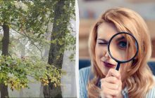 Надо иметь глаза охотника, чтобы найти белку в лесу за 6 секунд: увлекательная оптическая иллюзия