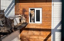 В Испании разоблачили контрабандистов, которые отправляли экзотических кошек в РФ и Беларусь