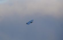 К украинским полярникам "занесло" цаплю, которая вообще не живет в Антарктике (фото)