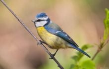 Чи сивіє пір'я птахів, коли вони стають старими: відповідь вас здивує